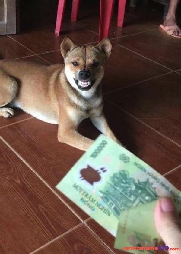 meme tiền đây lấy đi