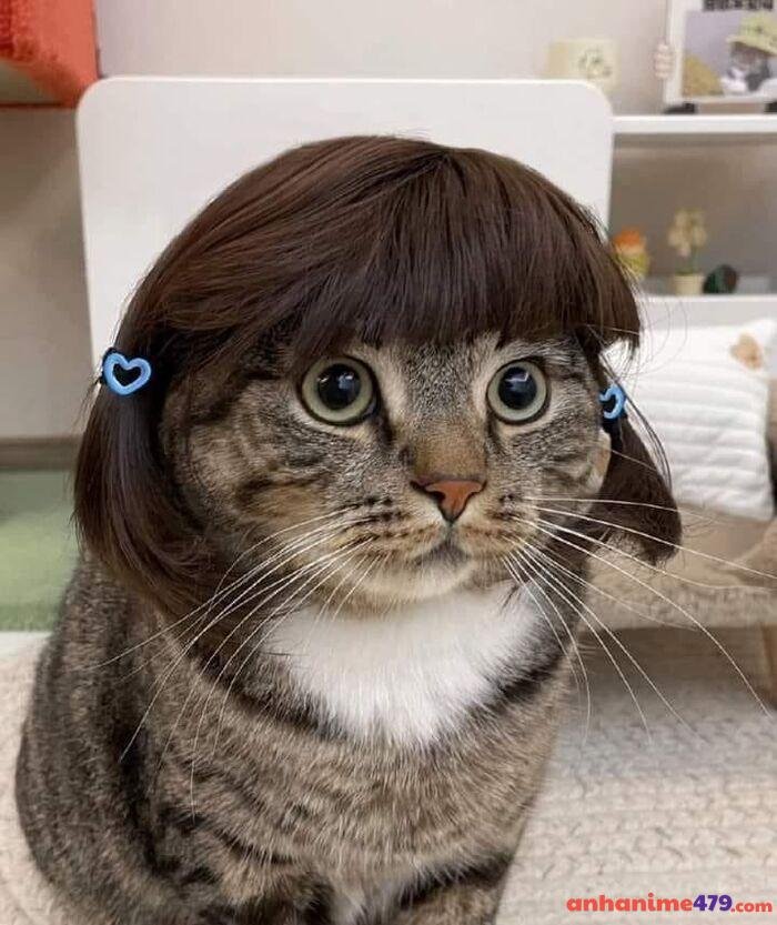 meme tóc ngắn mèo