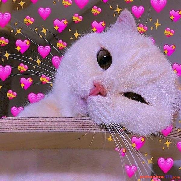 meme trái tim mèo trắng