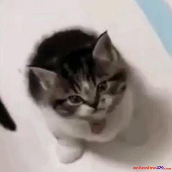 meme tức giận đang iu