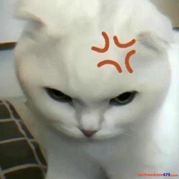 meme tức giận mèo