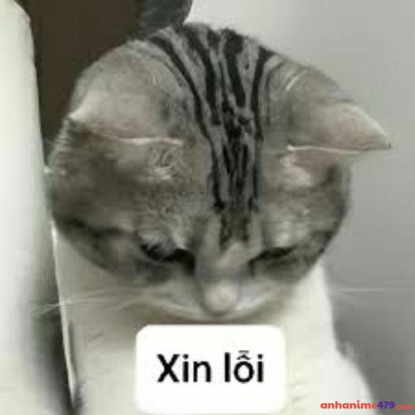 meme xin lỗi bạn