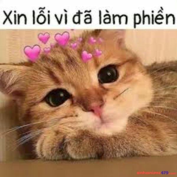 meme xin lỗi bựa