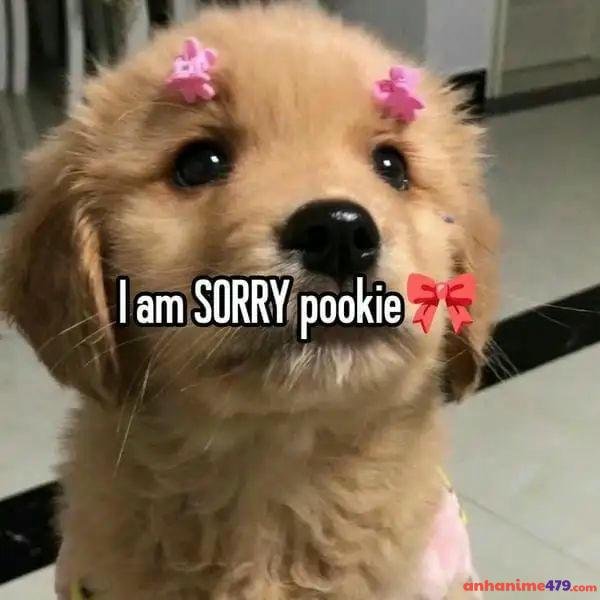 meme xin lỗi chó