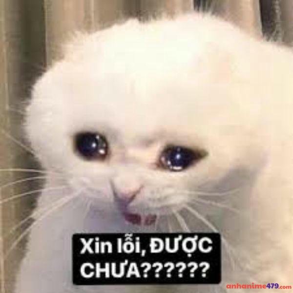 meme xin lỗi hài