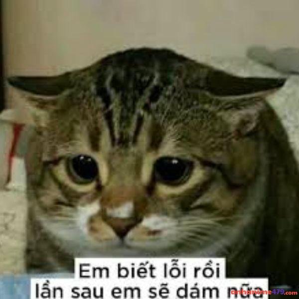 meme xin lỗi lần sau sẽ dám nữa