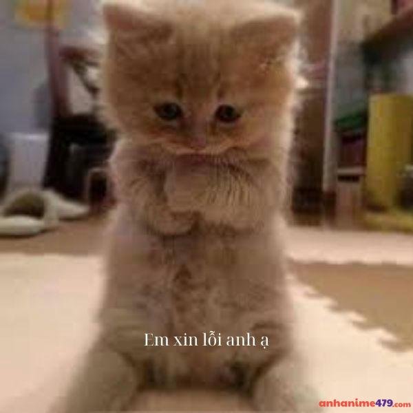 meme xin lỗi mèo