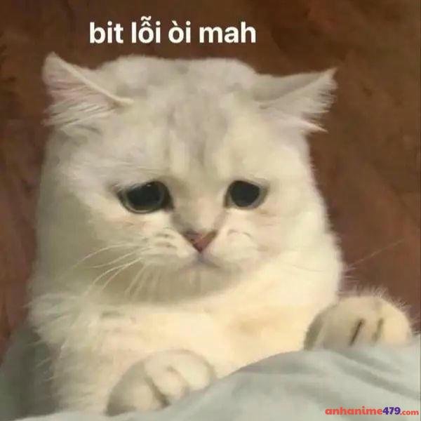 meme xin lỗi mới