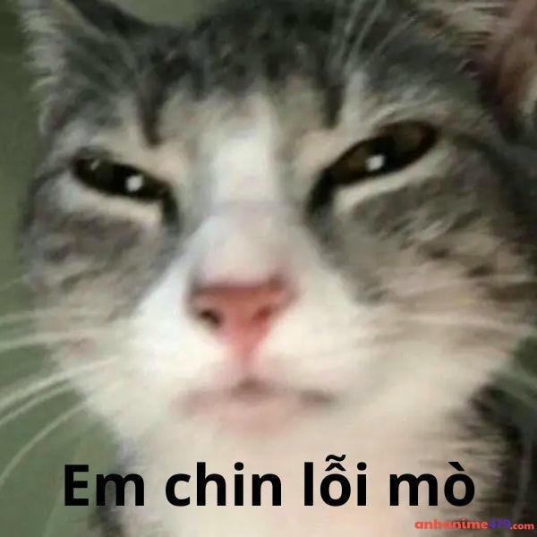 meme xin lỗi năm 2025