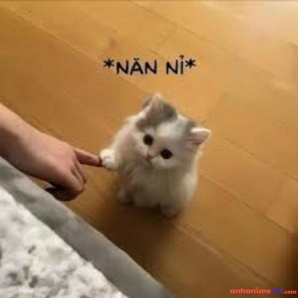 meme xin lỗi năn nỉ