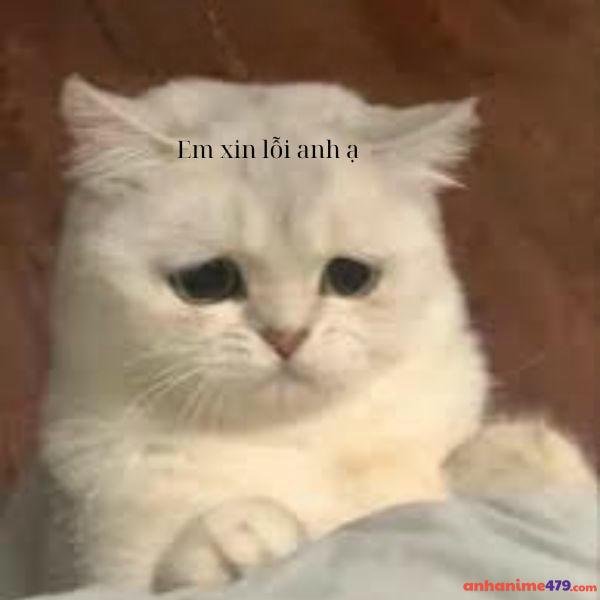 meme xin lỗi nè
