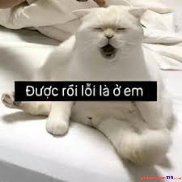 meme xin lỗi nhật