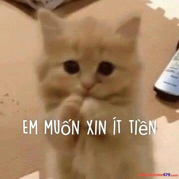 meme xin tiền ạ