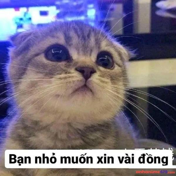 meme xin tiền chán nản