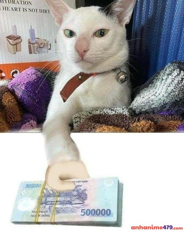 meme xin tiền cực hài