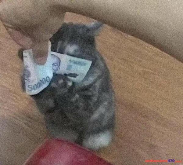 meme xin tiền siêu vui