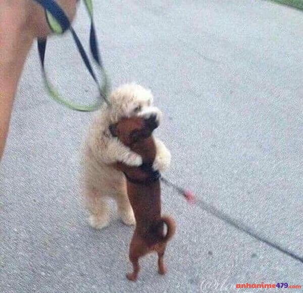 meme xoa đầu meme vui