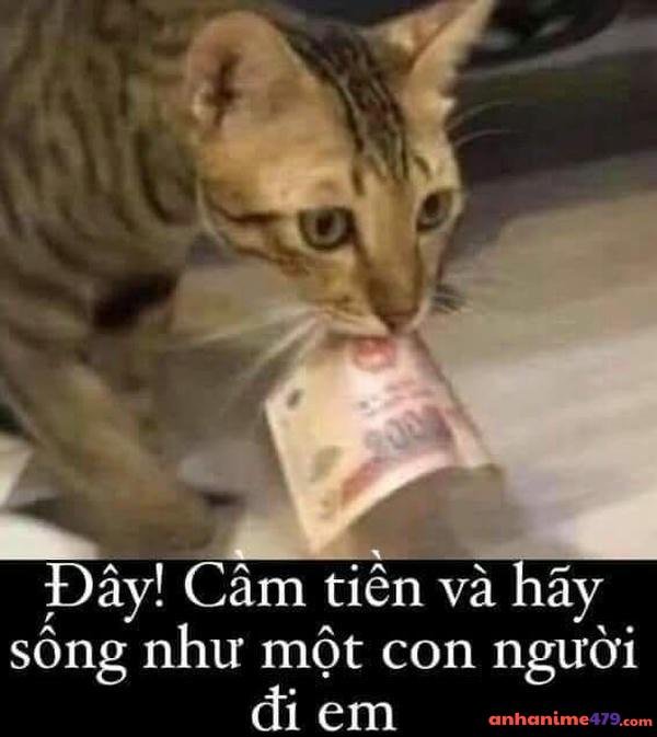 mèo càm tiền