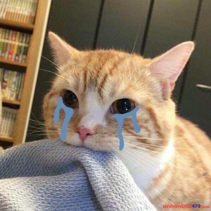 mèo vàng buồn meme