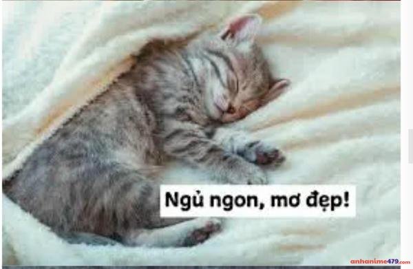 ngủ ngon memee
