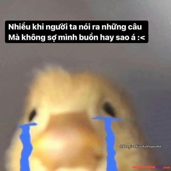 sad meme vịt vàng
