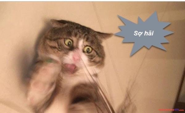 sợ hãi meme hài