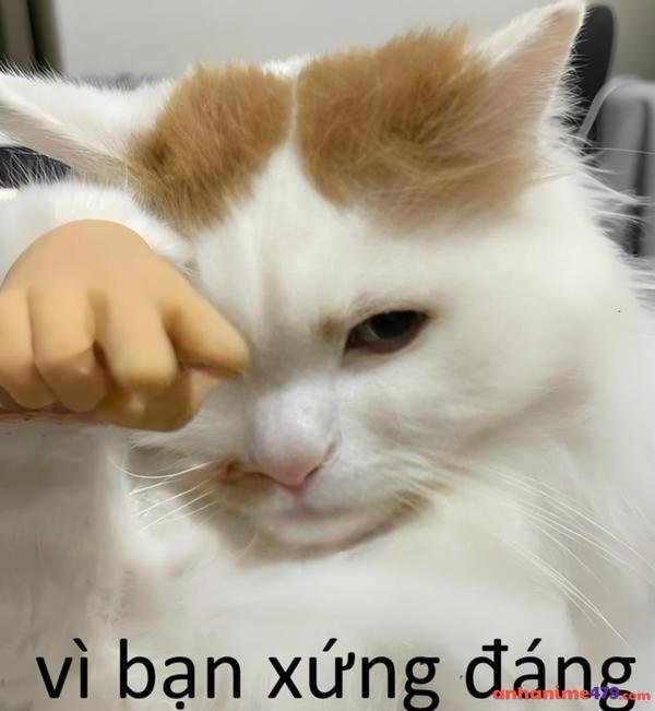 vì bạn xứng đáng mèo